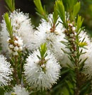 Melaleuca alternifolia, Tea tree